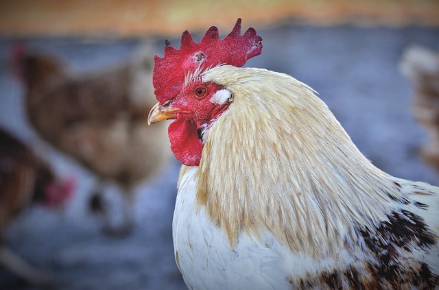 อันตราย! ระวังเชื้อราปนเปื้อนในอาหารไก่